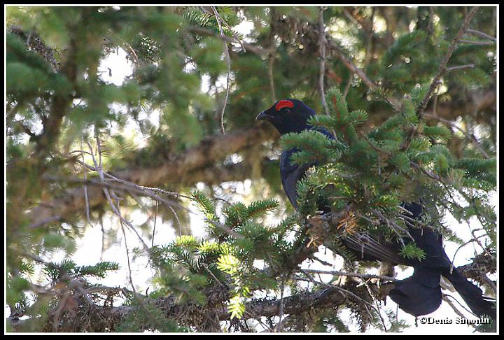 tétras lyre au repos dans un sapin